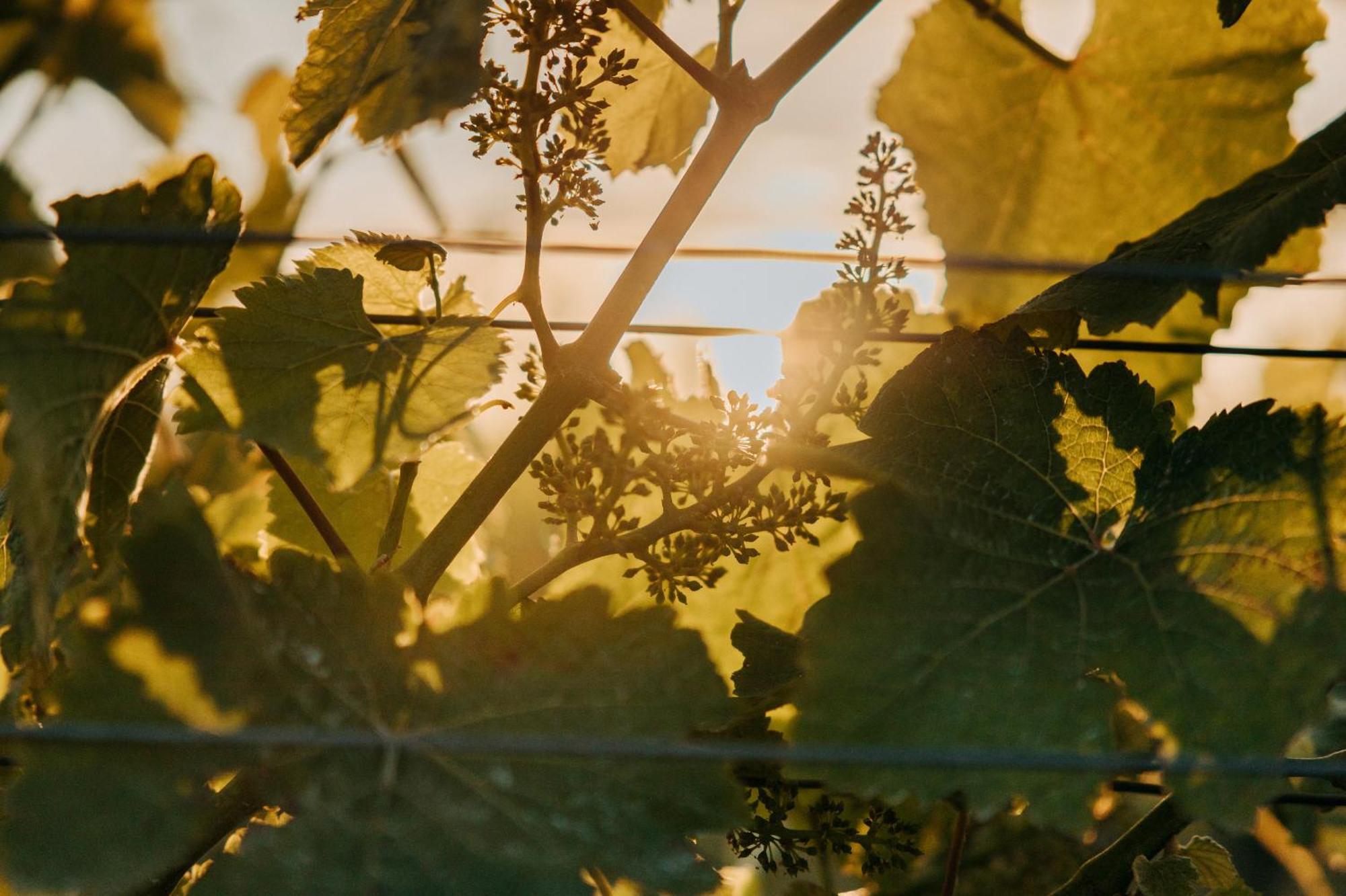 Villas & Vines Glamping Хейстингс Экстерьер фото